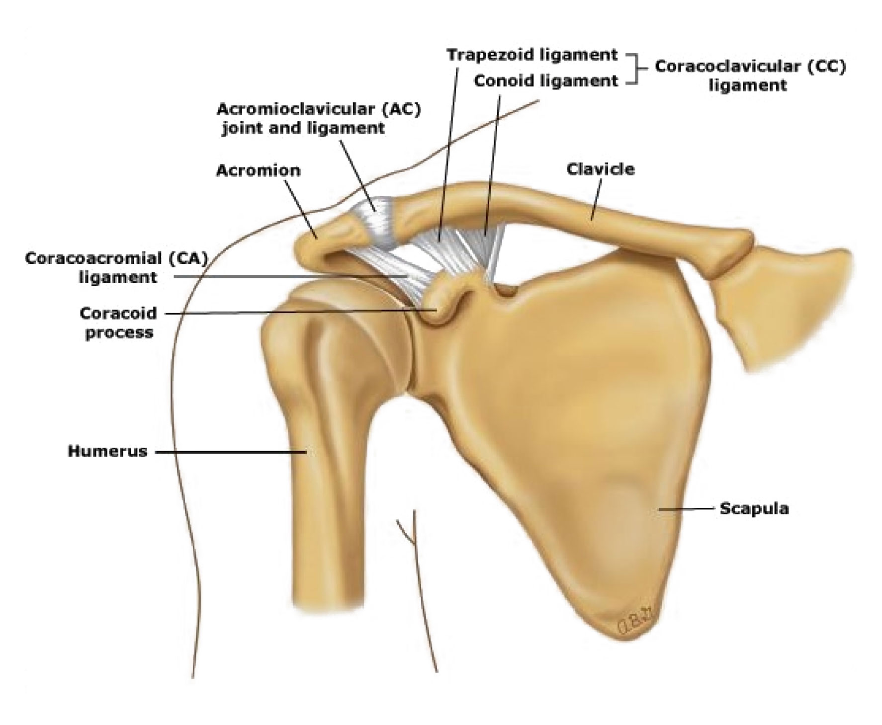 Sternoclavicular Joint And Acromioclavicular Joint